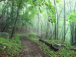 A photo from Peter Bronski's trail run